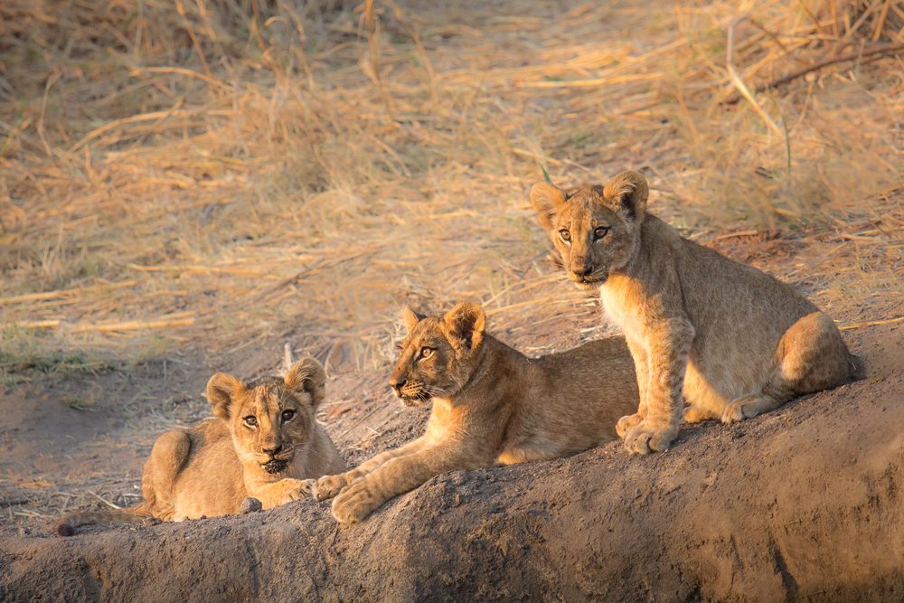 Ruaha National Park-lion-cubs